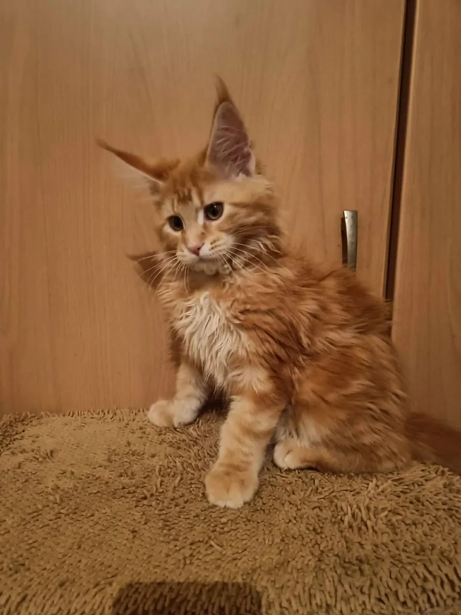 Maine Coon kitten   named Han  (WCF) are  for sale - Image 4
