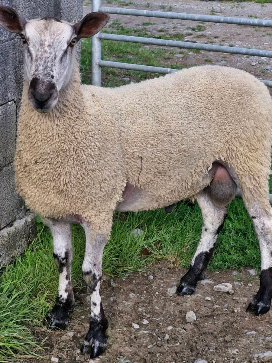 Blue lester rams - Image 1