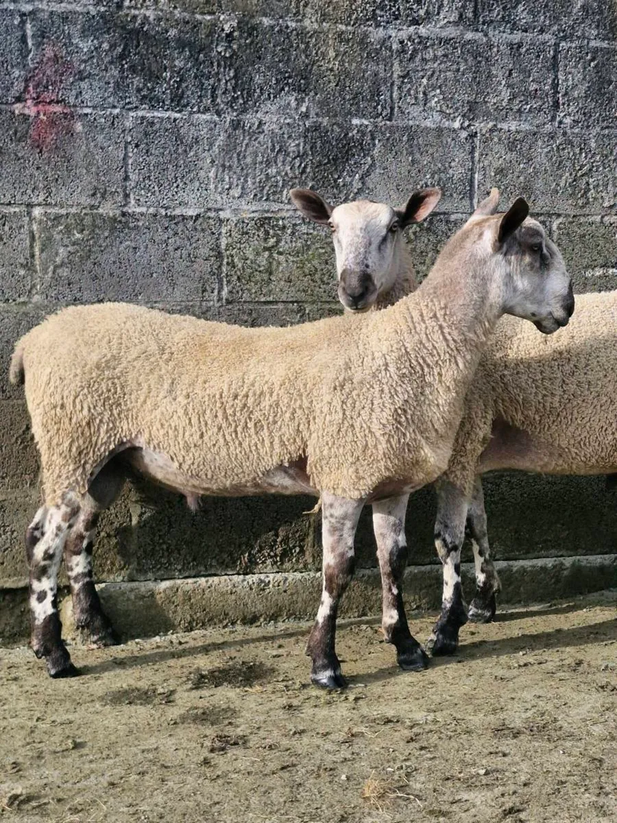 Blue lester rams - Image 2