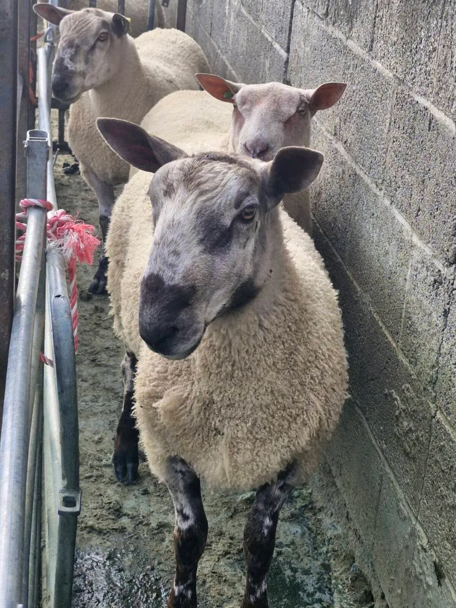Blue lester rams - Image 3