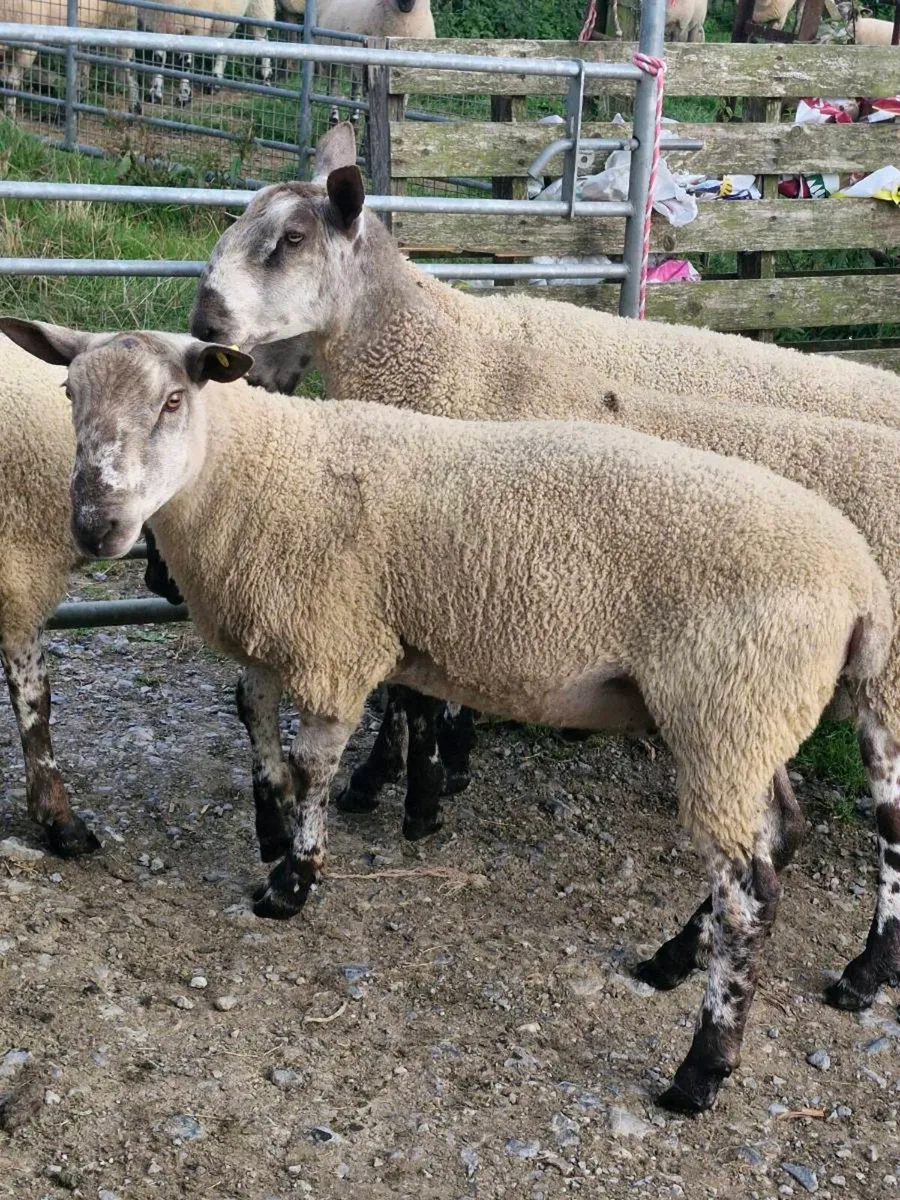 Blue lester rams - Image 4