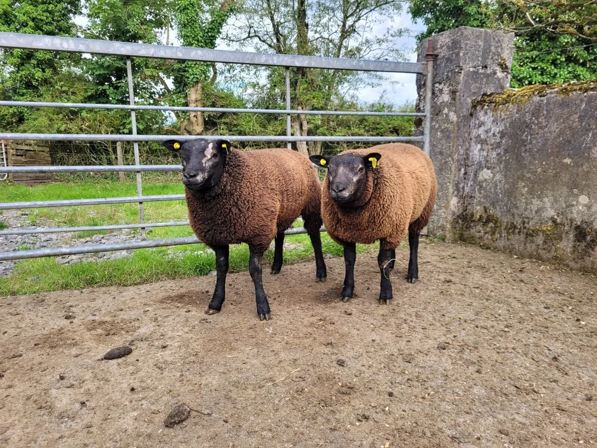 Blue Texel Ram Lambs - Image 3
