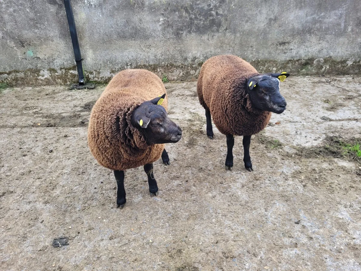 Blue Texel Ram Lambs - Image 2