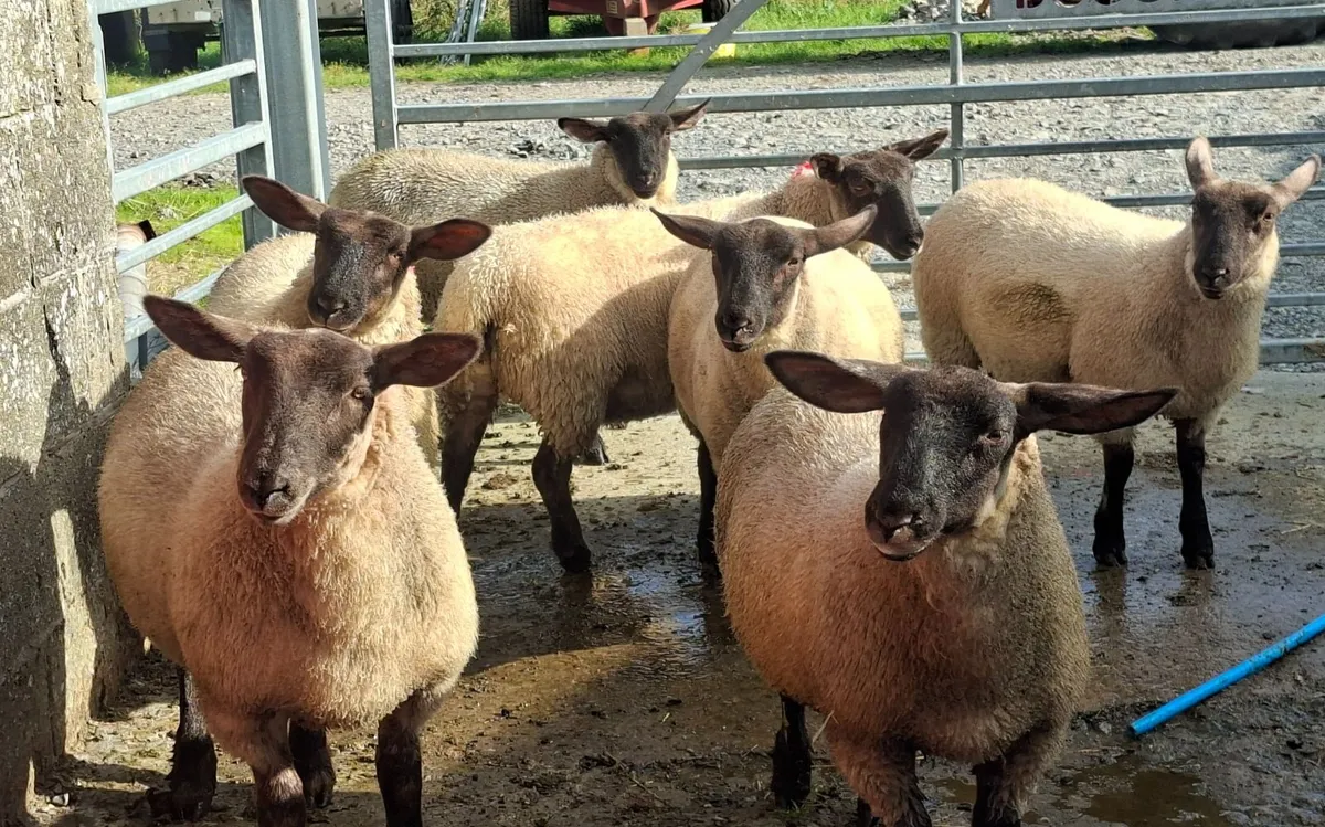 Sheep - Image 1