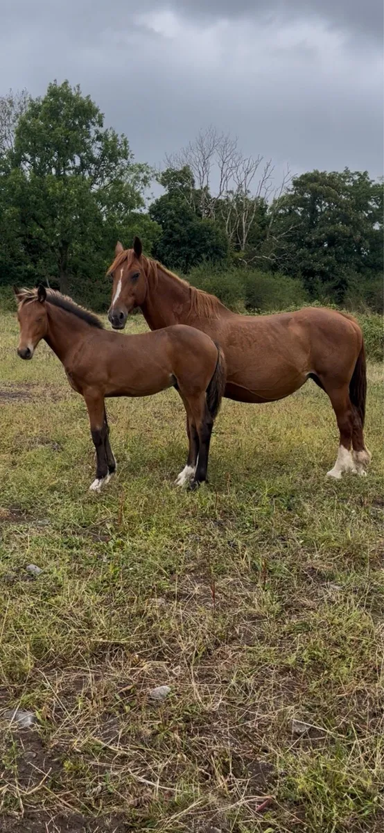 Draught colt Foals - Image 2
