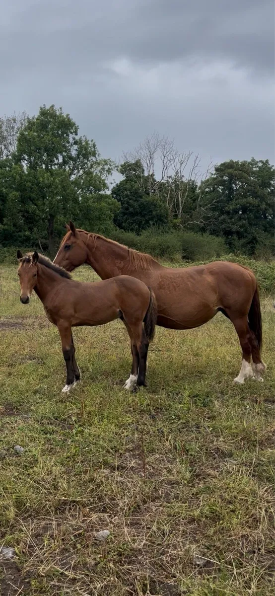 Draught colt Foals - Image 3