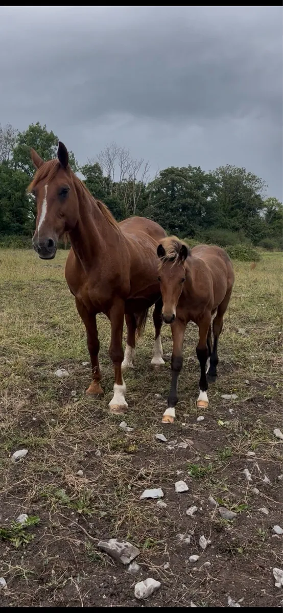 Draught colt Foals - Image 4