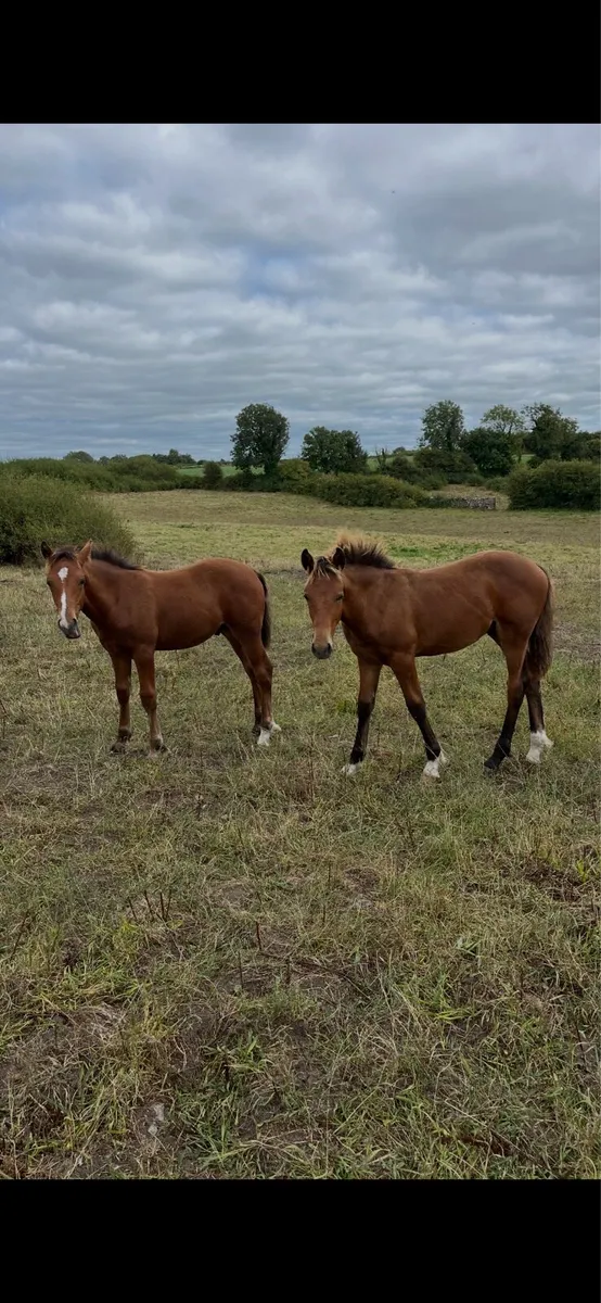 Draught colt Foals - Image 1