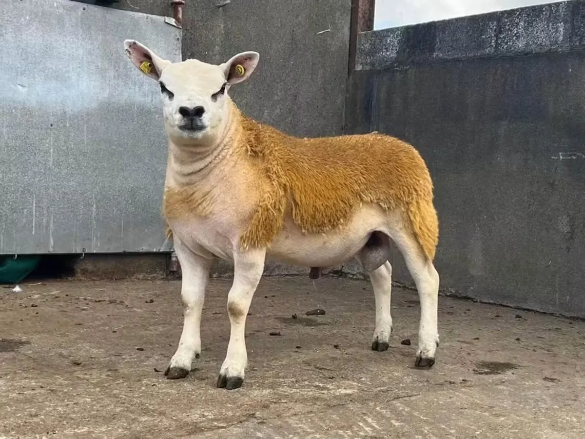 Top Figures- PBR Texel Ram Lamb. - Image 2