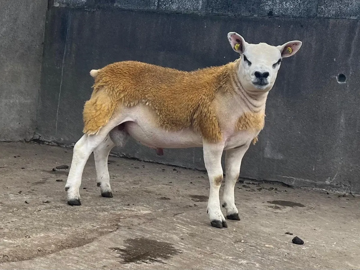 Top Figures- PBR Texel Ram Lamb. - Image 3