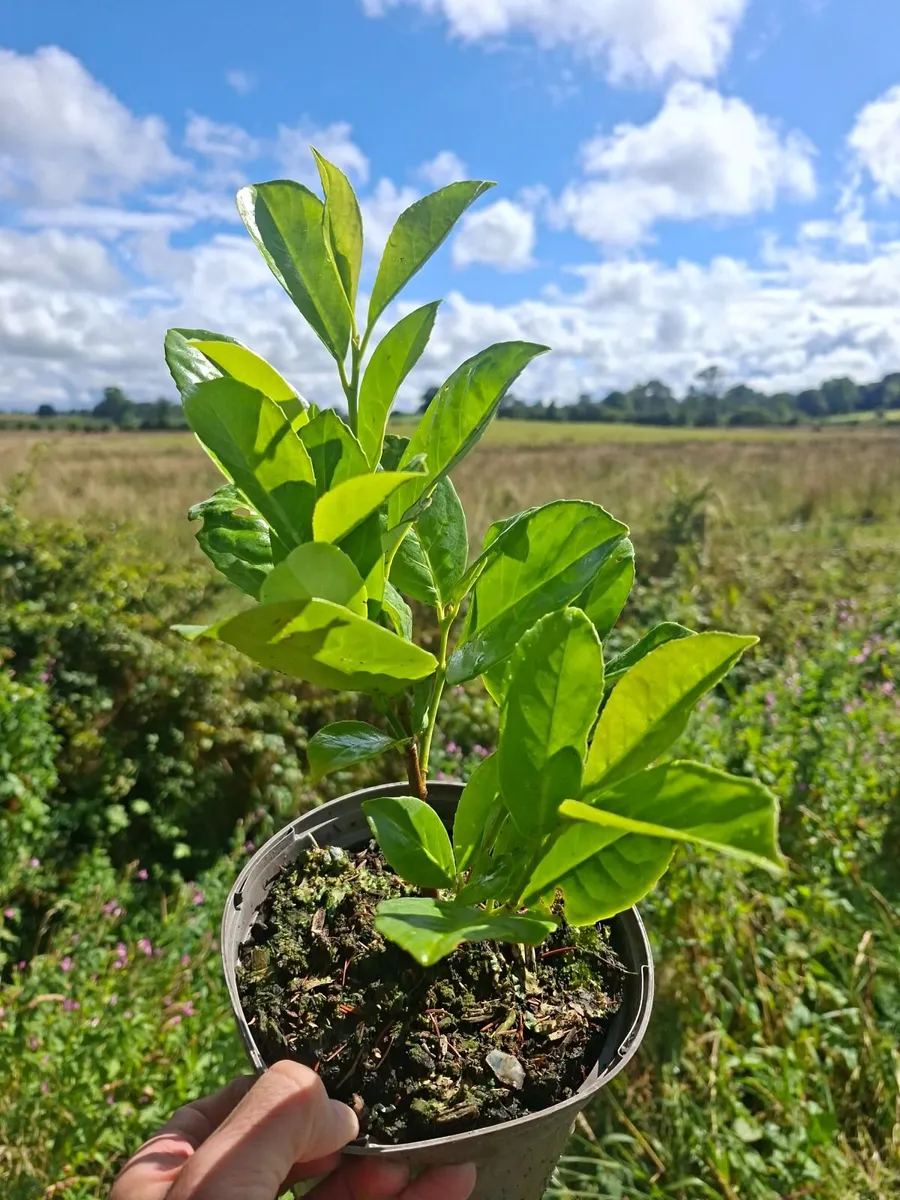 Laurel - Image 1