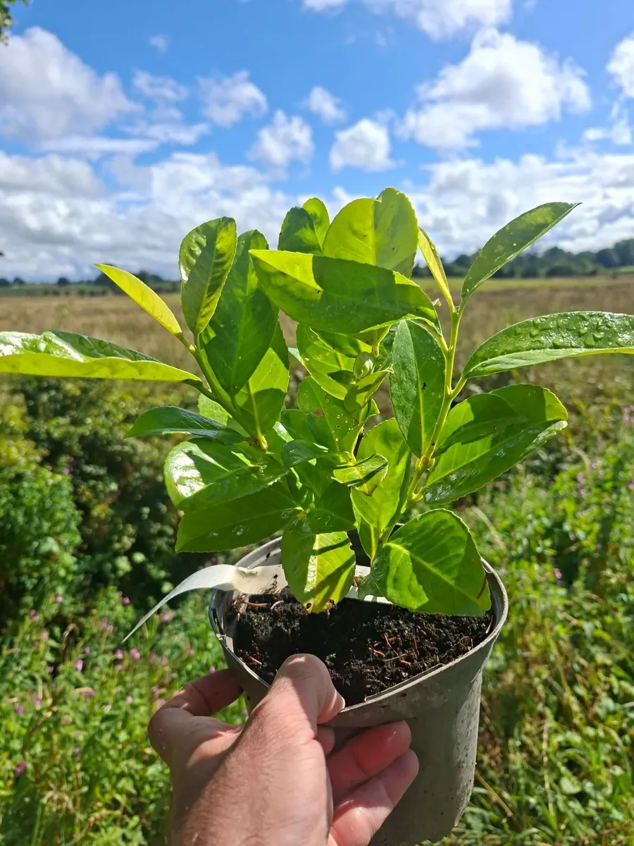 Laurel - Image 2