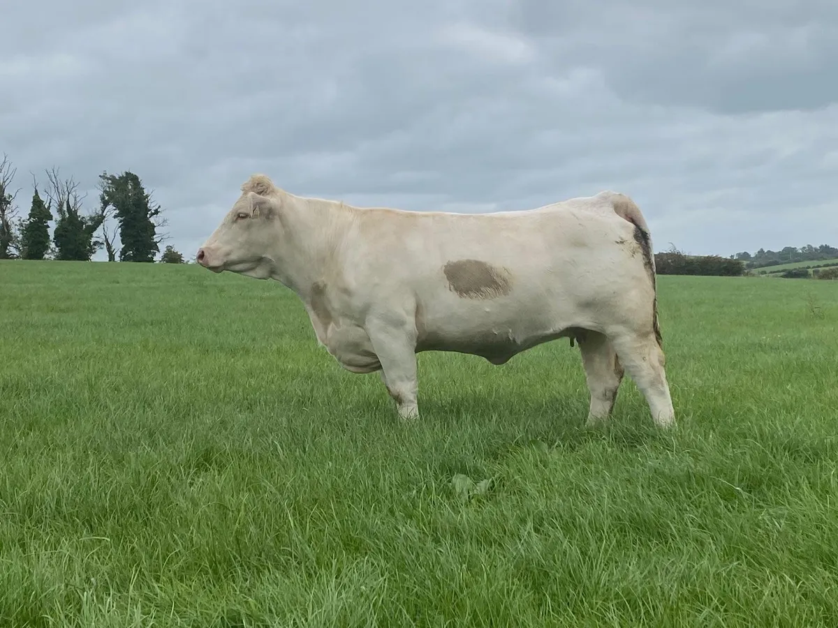 Incalf heifers - Image 1