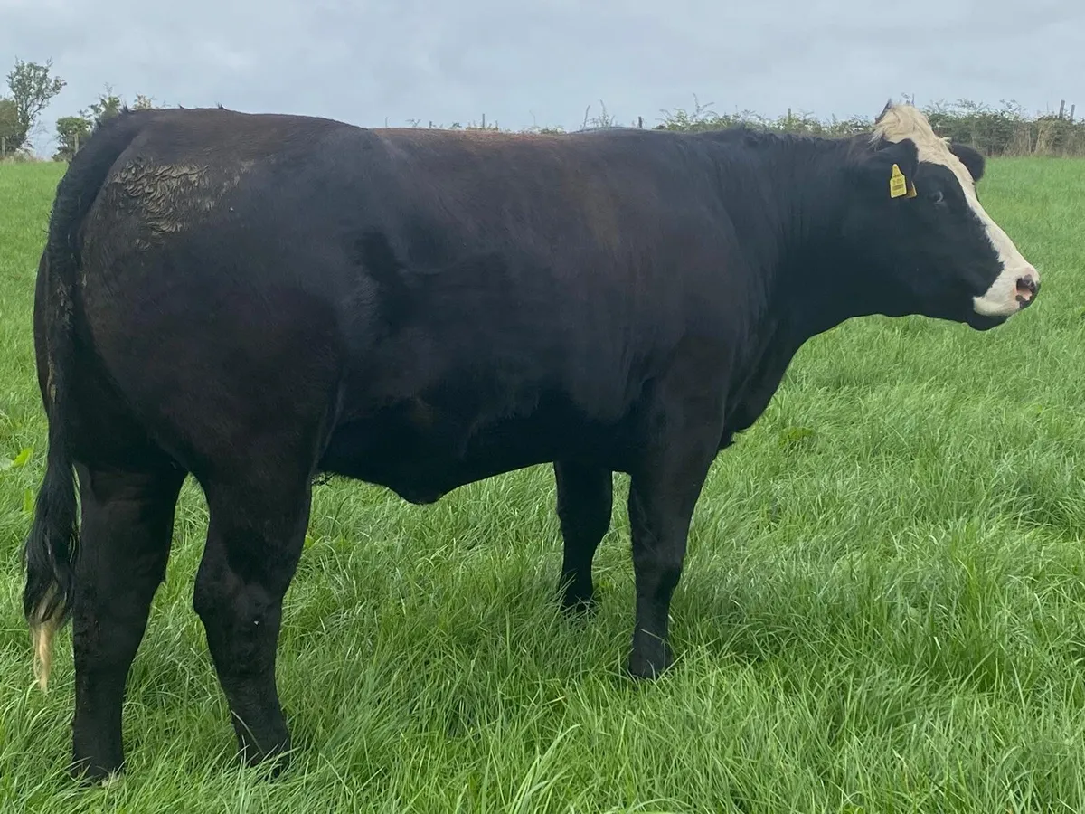 Incalf heifers - Image 2