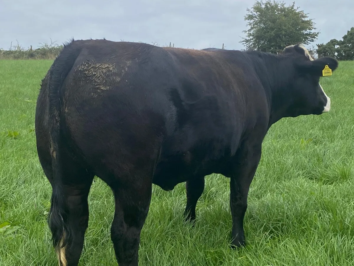 Incalf heifers - Image 3