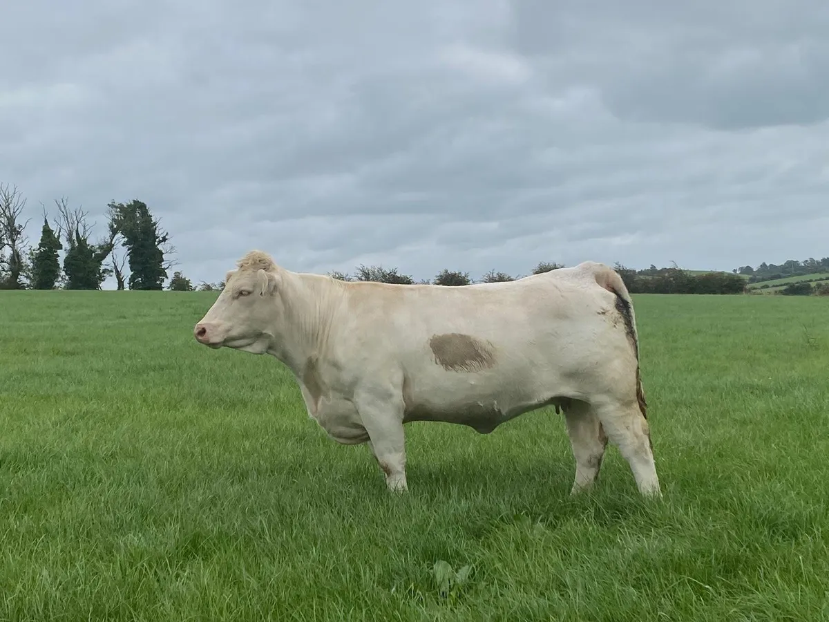 Incalf heifers - Image 4