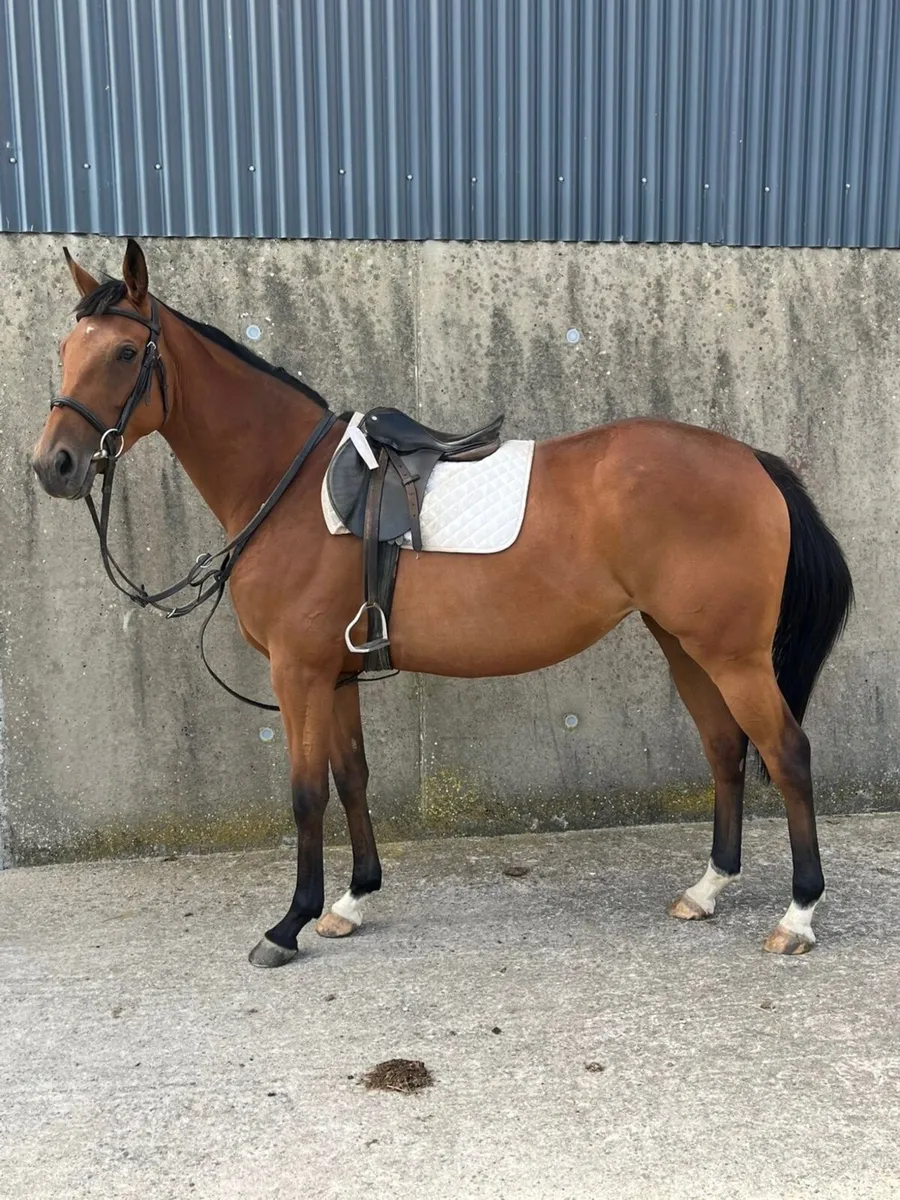 Horses - Image 1