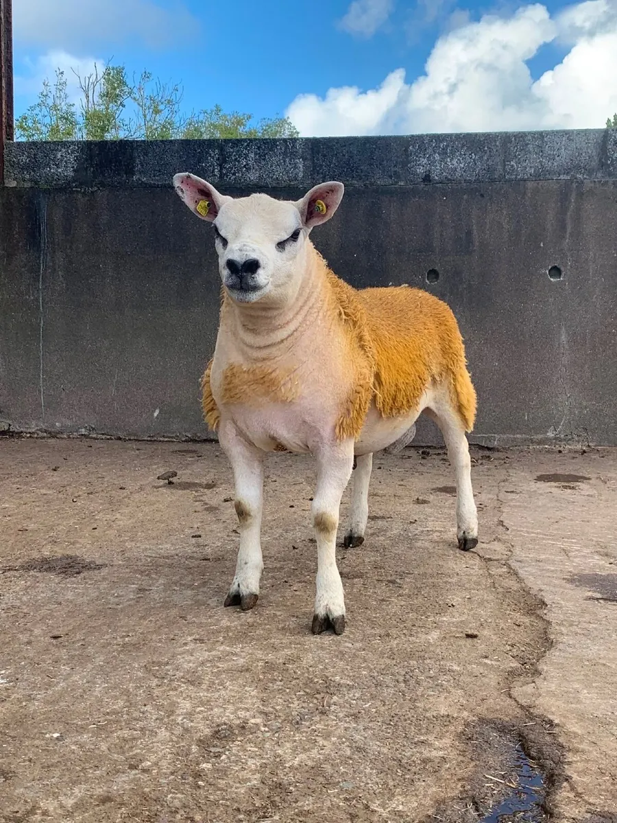 Top Figures- PBR Texel Ram Lamb. - Image 1