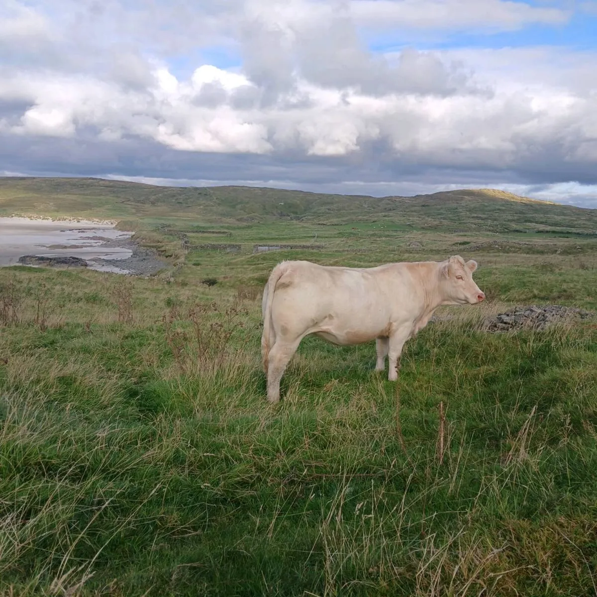 Pedigree Charolais Heifer - Image 4