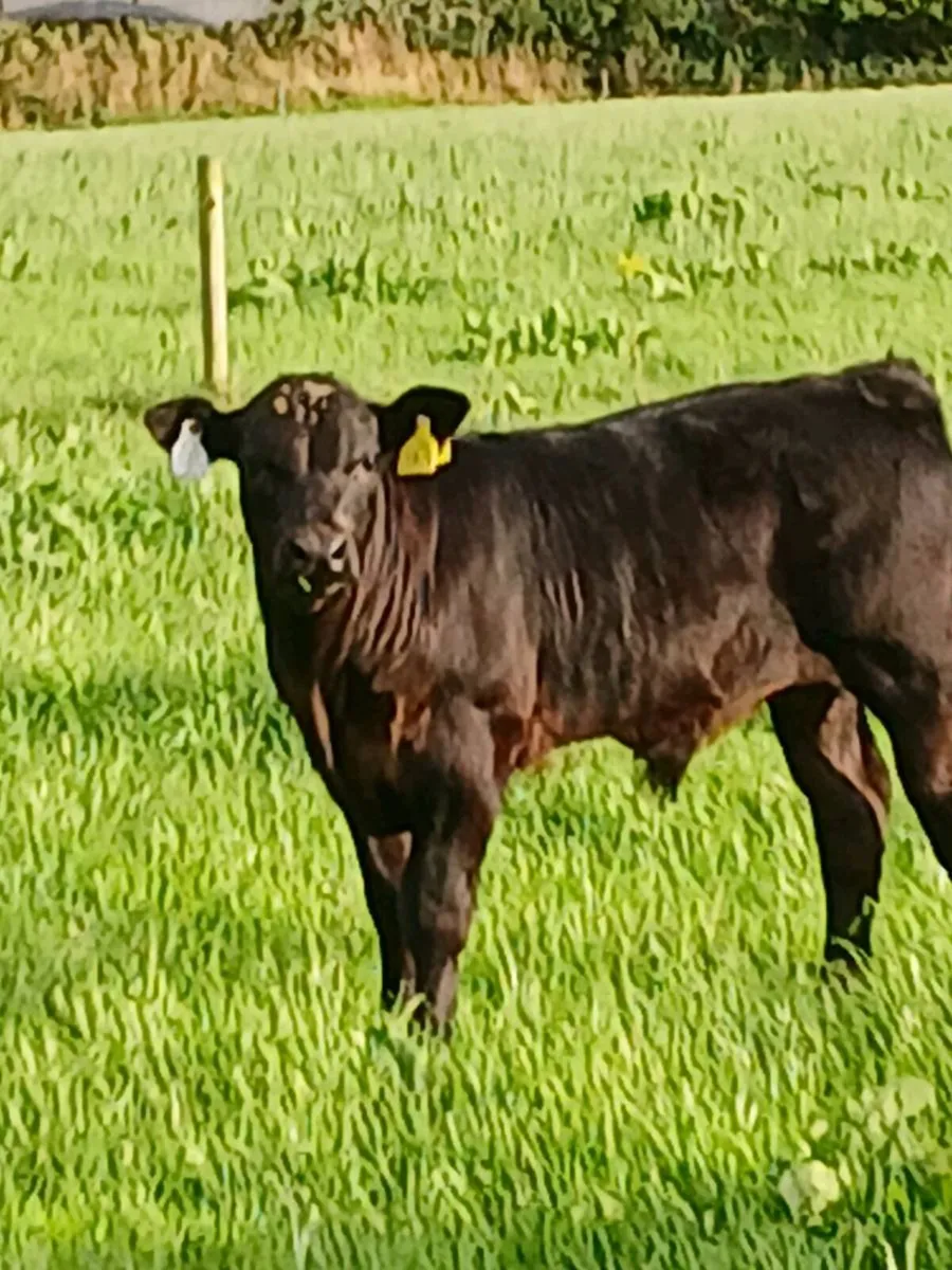 PBR Angus Cow - Image 3