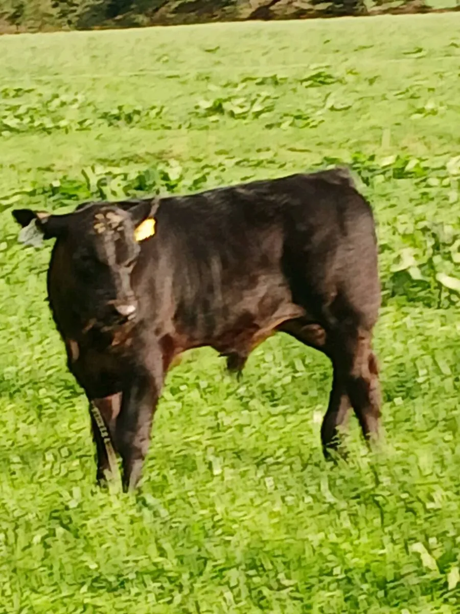 PBR Angus Cow - Image 2