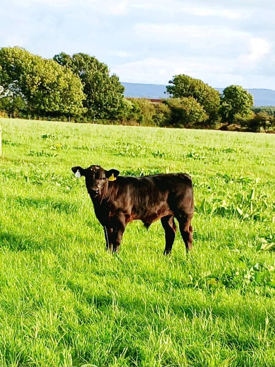 PBR Angus Cow - Image 4