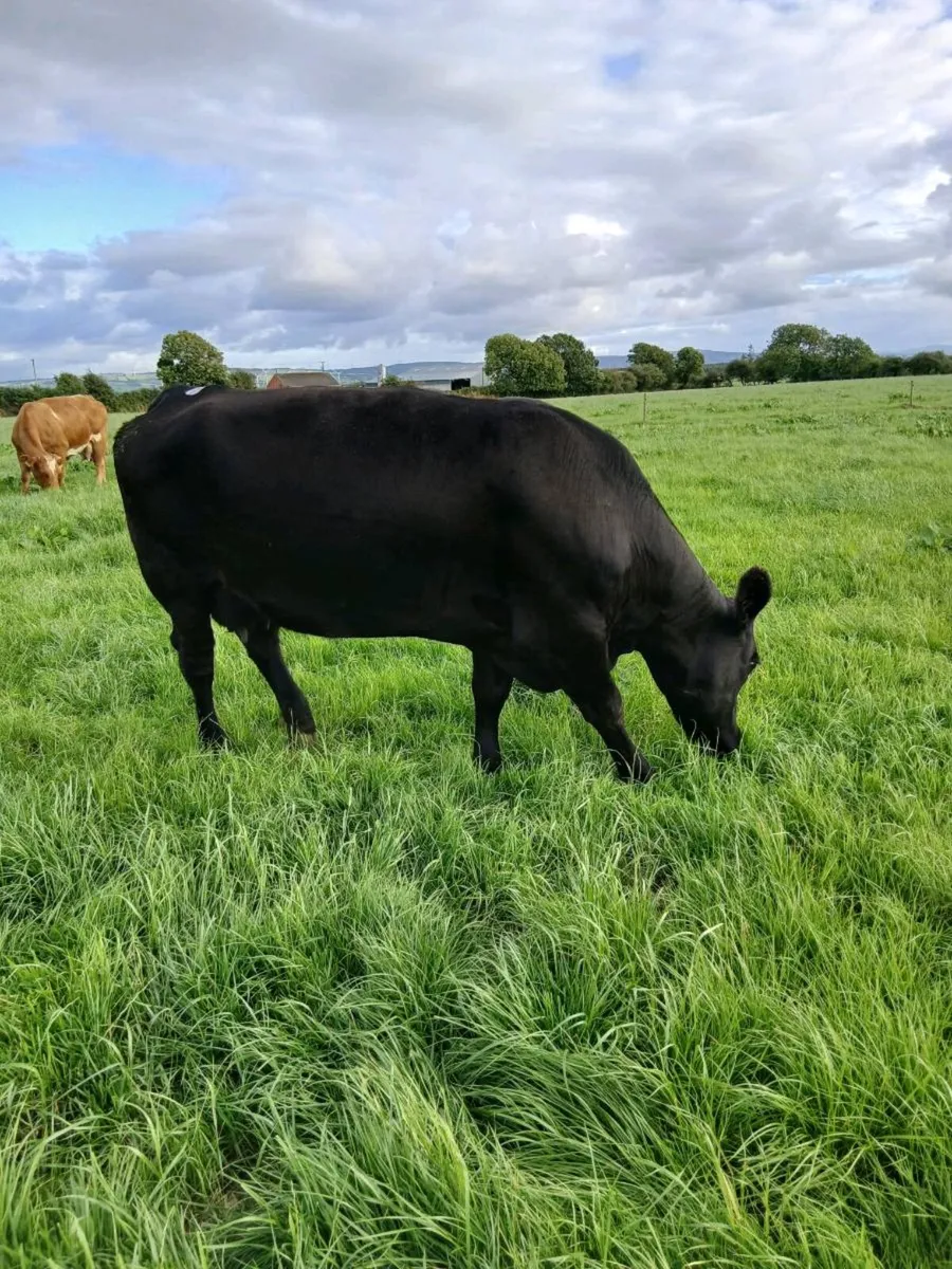 PBR Angus Cow - Image 1