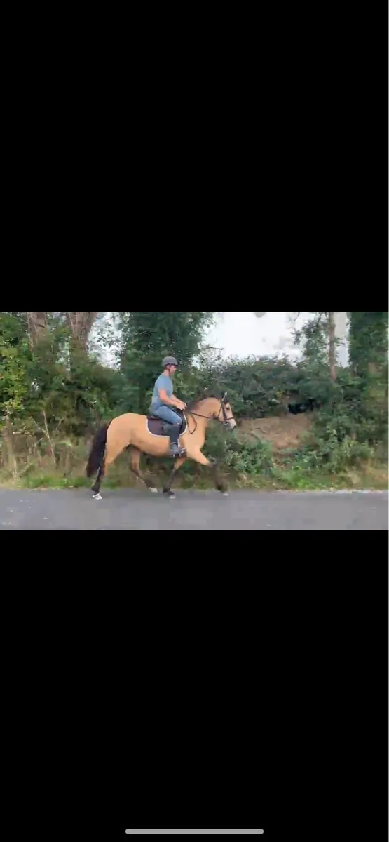 148cm Pony - Image 2