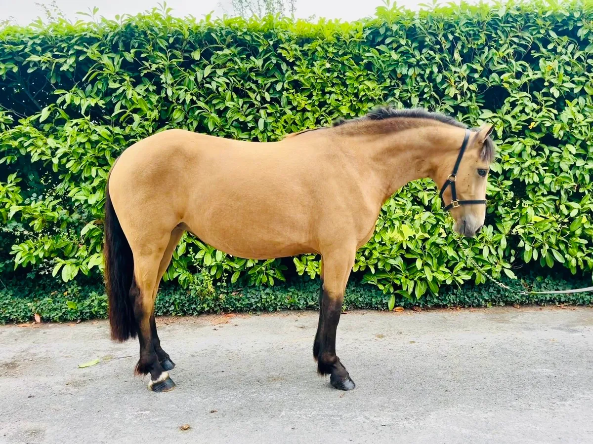 148cm Pony - Image 3