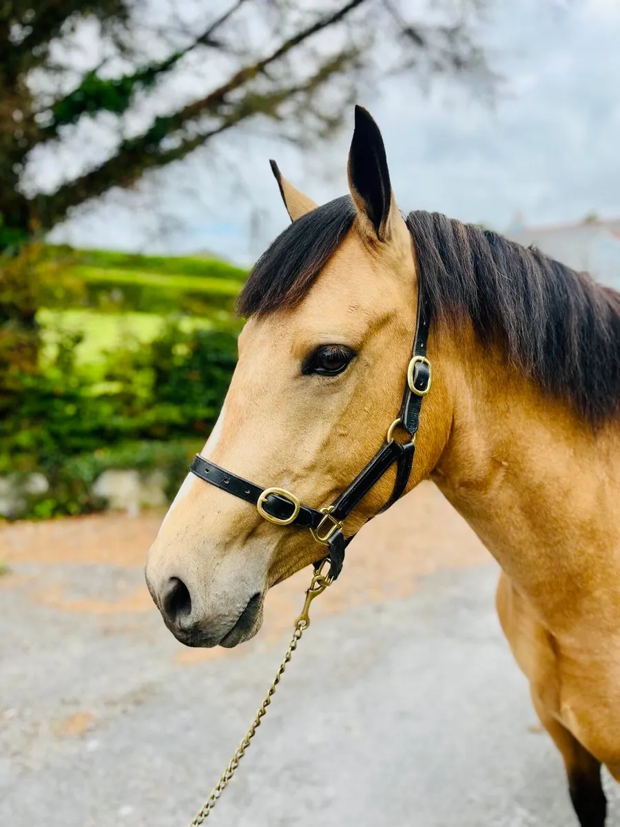 148cm Pony - Image 4