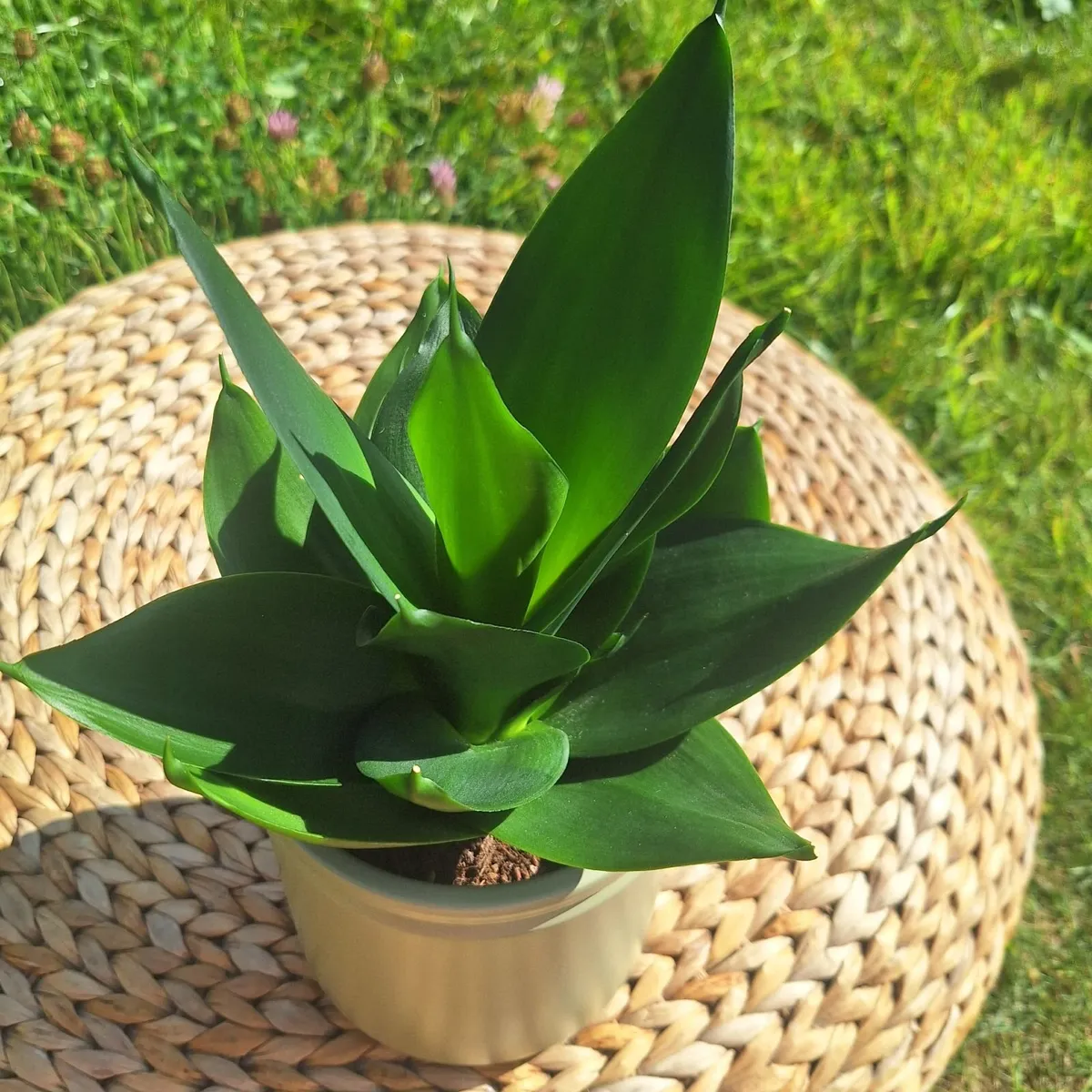 Healthy Sansevieria Hahnii in Pastel Green Pot - Image 1