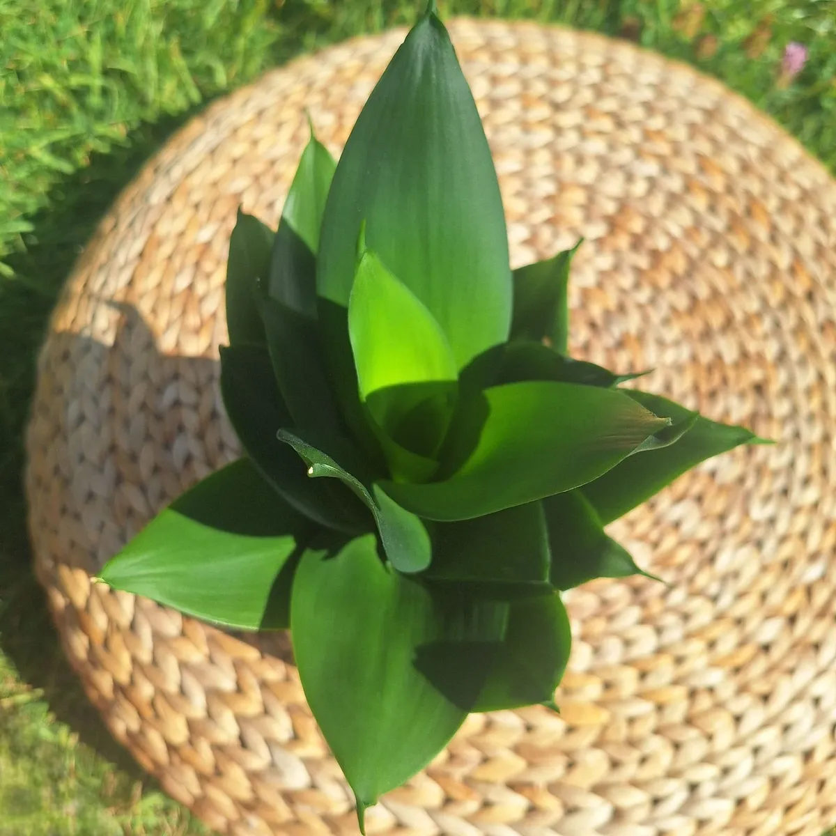 Healthy Sansevieria Hahnii in Pastel Green Pot - Image 2