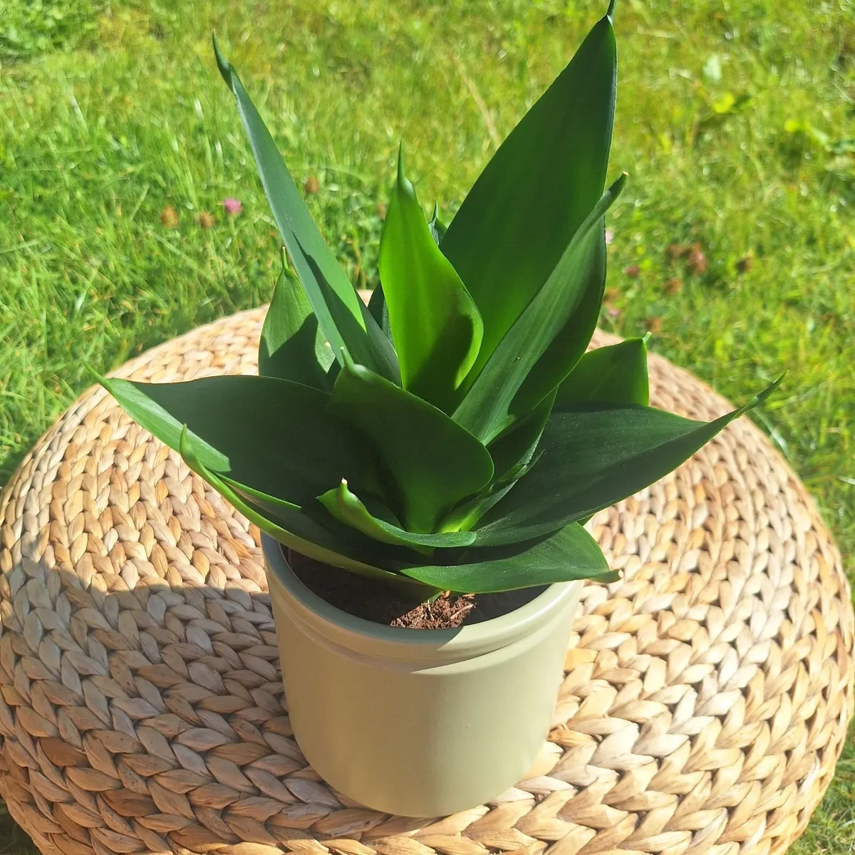 Healthy Sansevieria Hahnii in Pastel Green Pot - Image 3