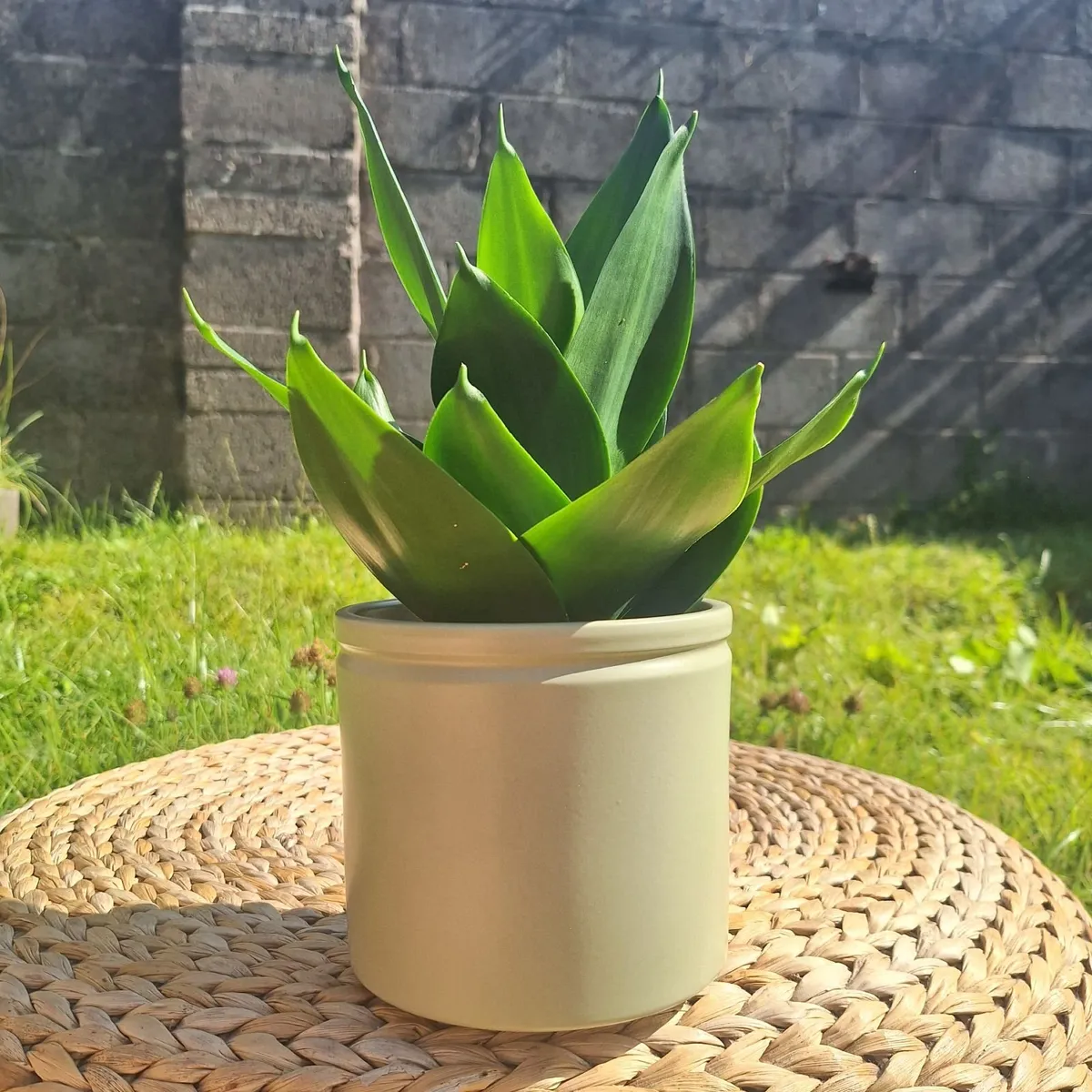 Healthy Sansevieria Hahnii in Pastel Green Pot - Image 4