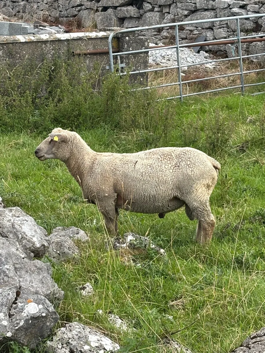Charollais hogget and lamb rams - Image 1