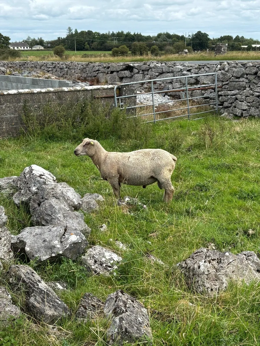 Charollais hogget and lamb rams - Image 2