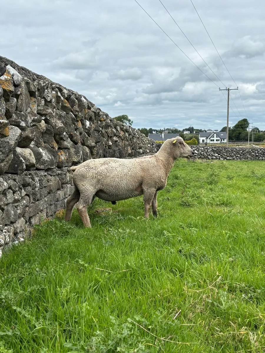 Charollais hogget and lamb rams - Image 3