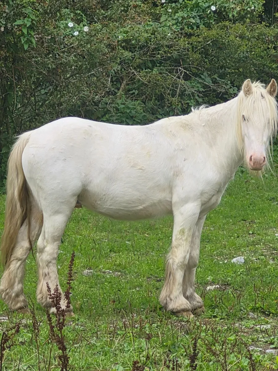 Cob - Image 1