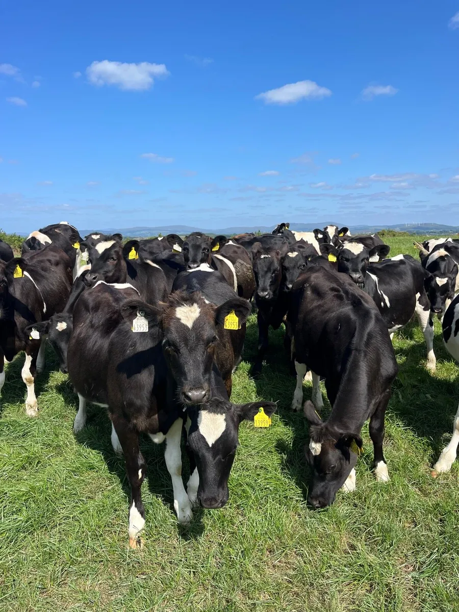 FR heifer s - Image 1