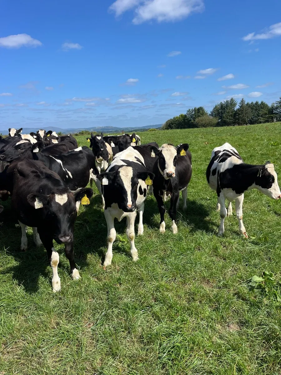 FR heifer s - Image 2