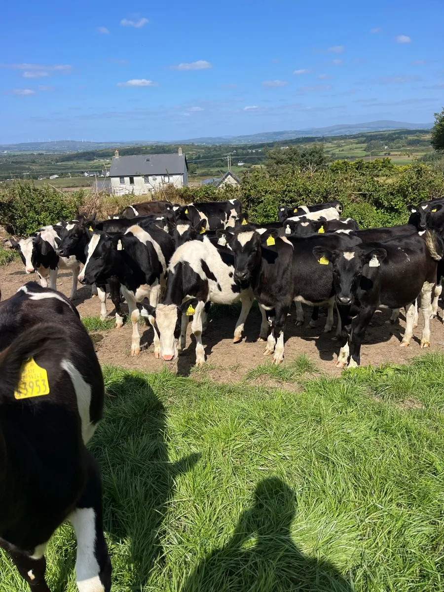 FR heifer s - Image 3