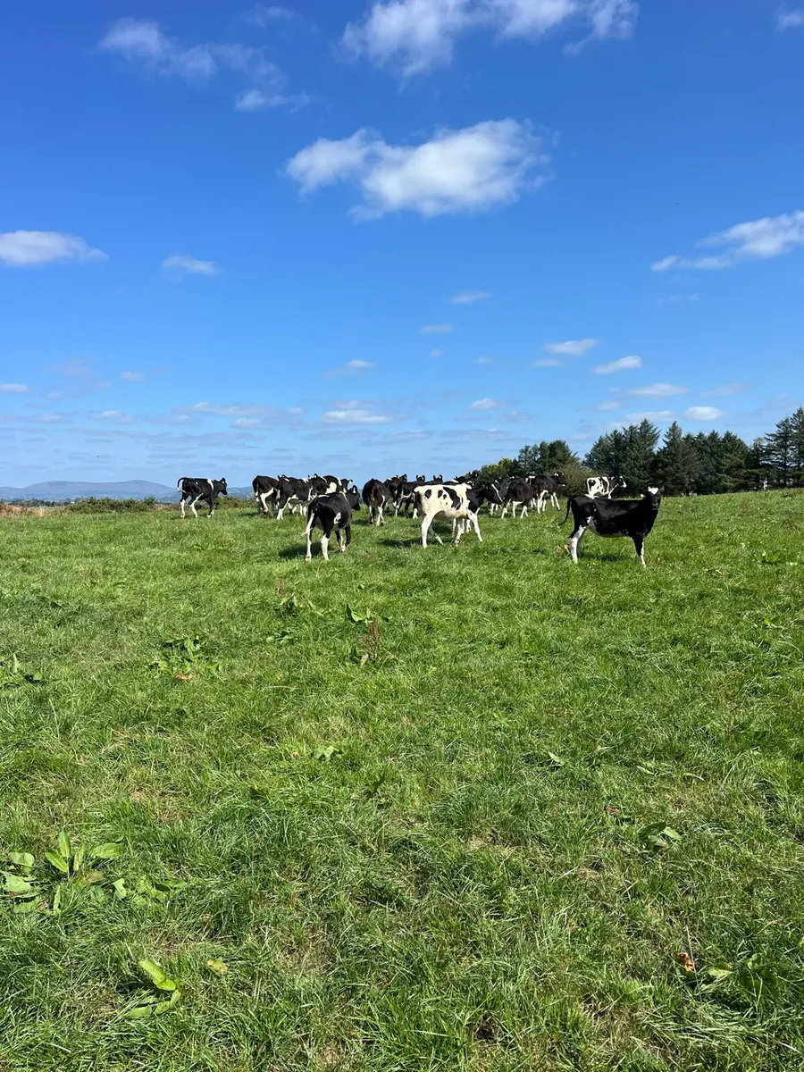 FR heifer s - Image 4
