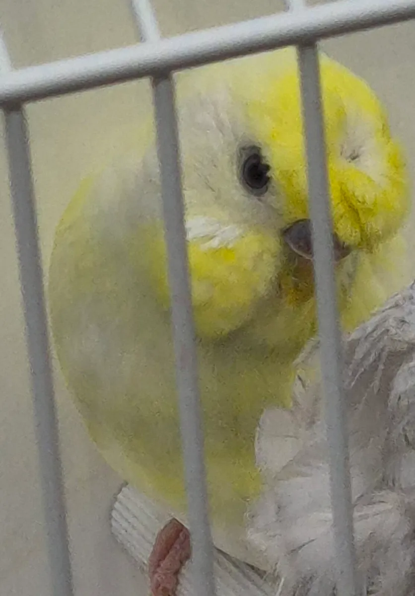 Hagoromo budgie 1 pairs and hen - Image 2
