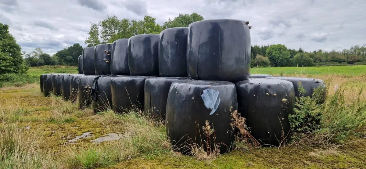 Bales of silage - Image 1