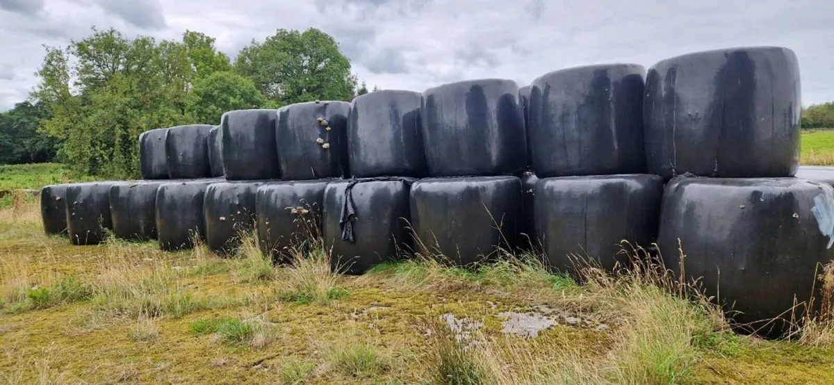 Bales of silage - Image 2