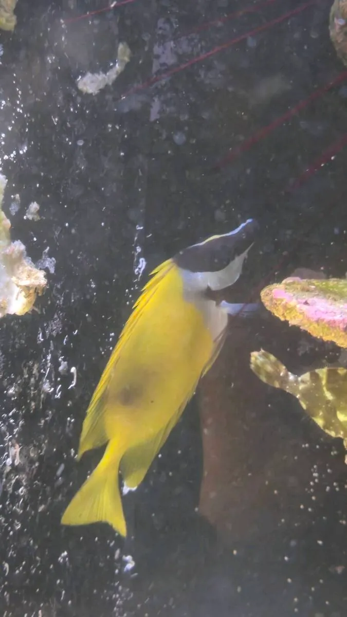 Marine fish - Image 1