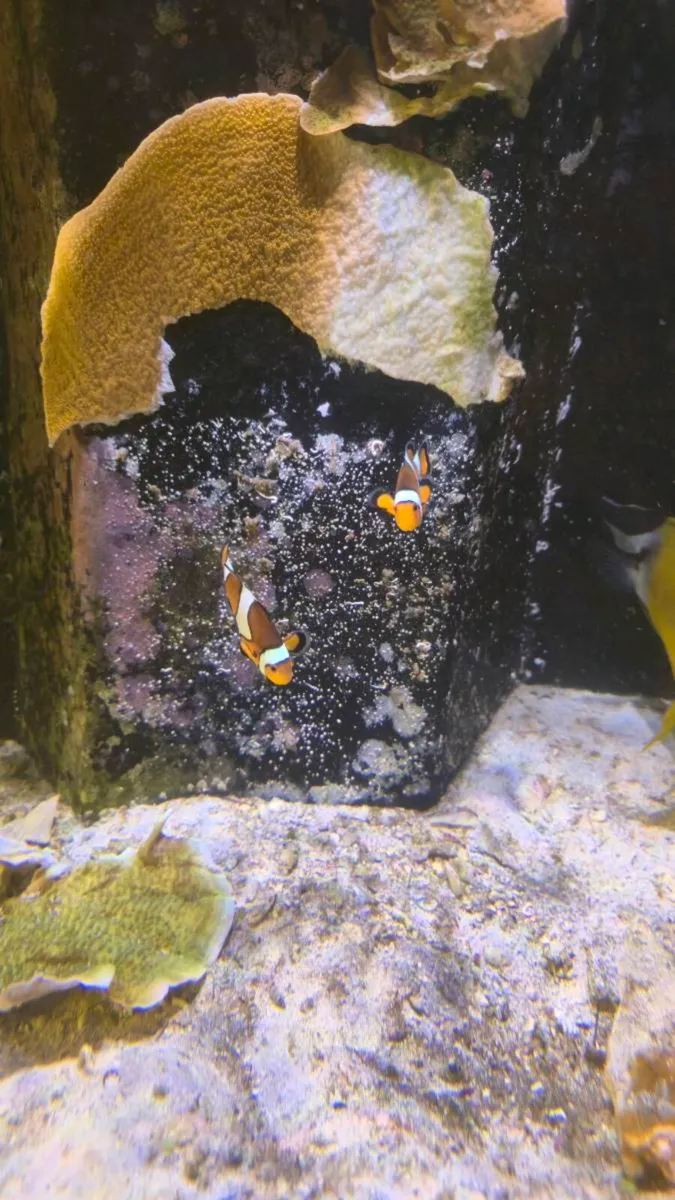 Marine fish - Image 2