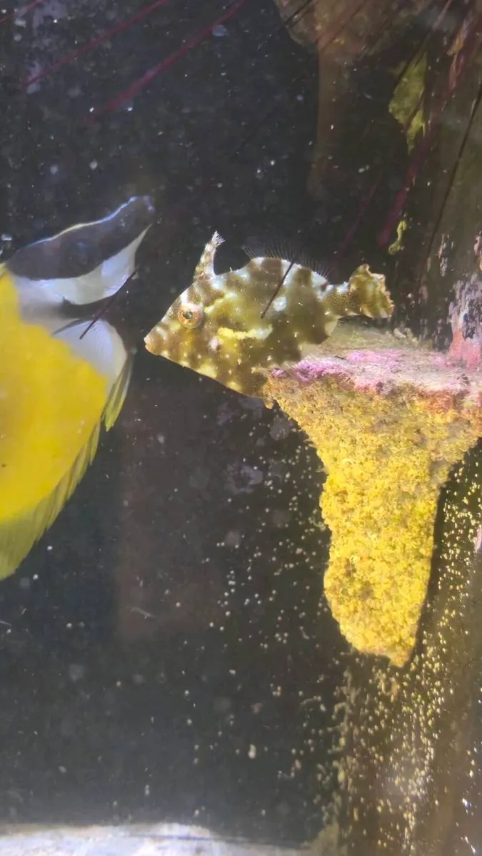 Marine fish - Image 3