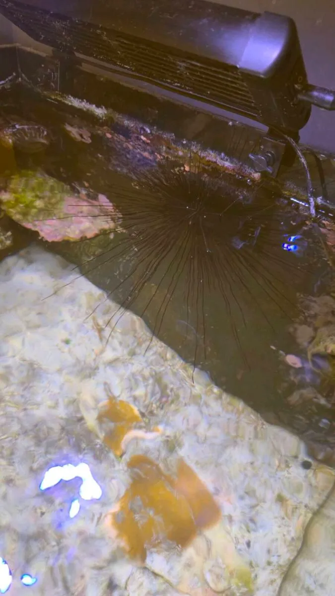 Marine fish - Image 4