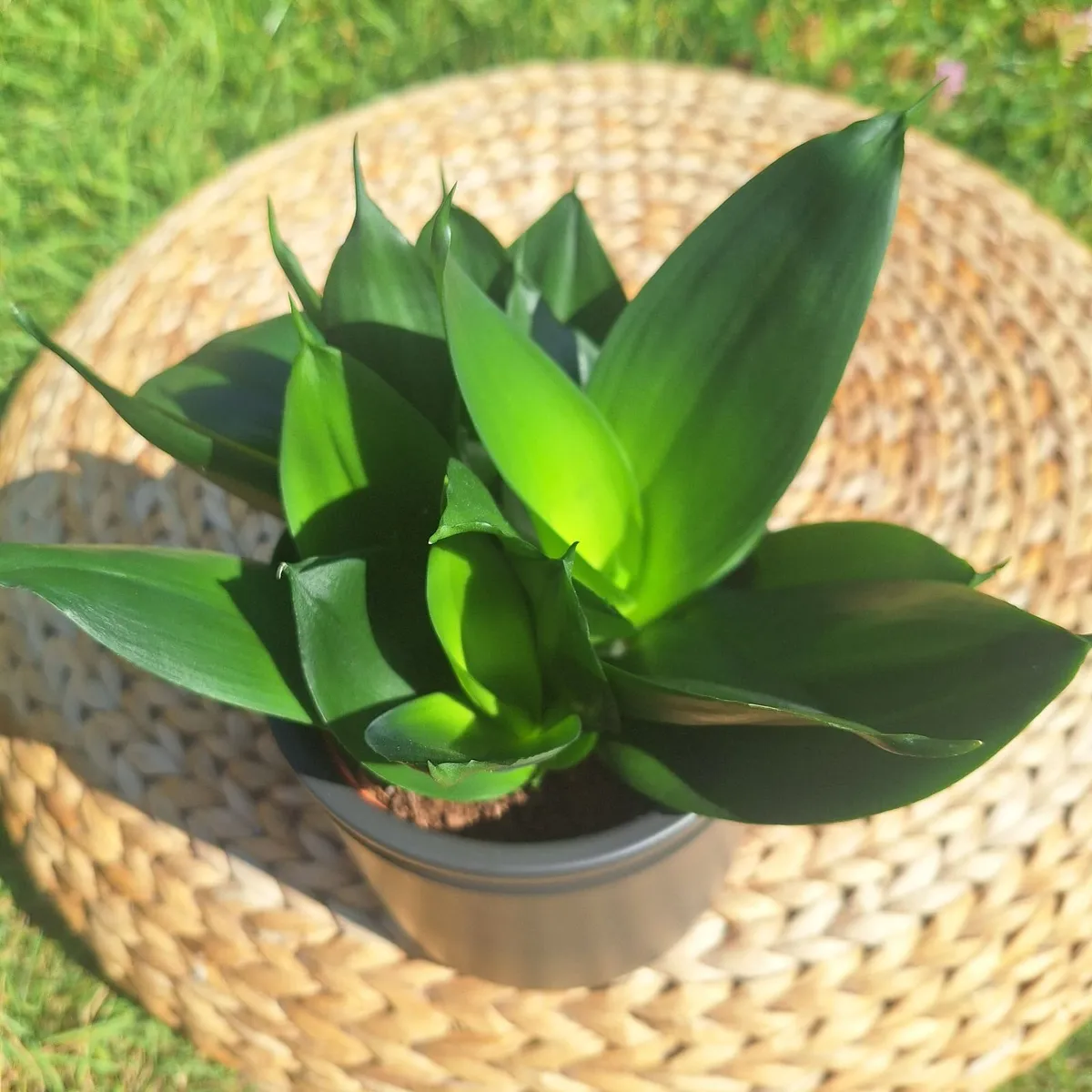 Sansevieria Hahnii in a grey pot - Image 2